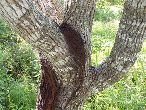 Texas Mesquite Tree Close Up One Photograph By Joney Jackson Fine Art