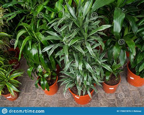 Different Types Of Flowers In Pots House Plants On A