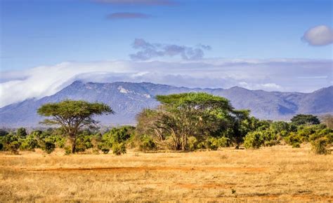 Savannah Plains Landscape In Kenya Stock Image Image Of Land Blue