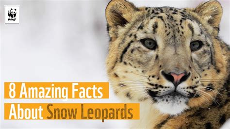 8 Amazing Facts About Snow Leopards World Animal News