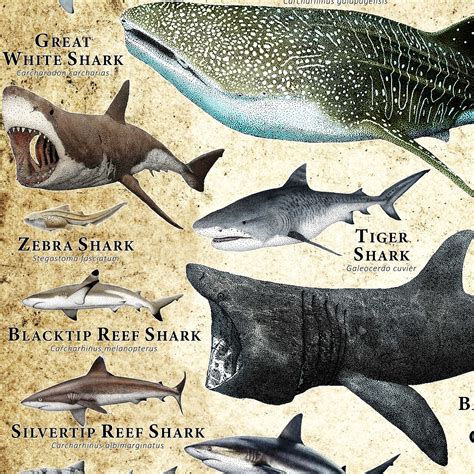 Sharks Of The World Poster Print Etsy