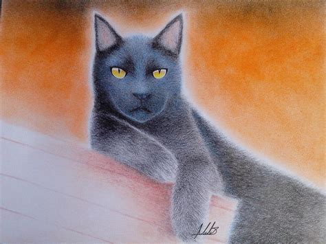 Black Cat Drawing By Hidari05 On Deviantart