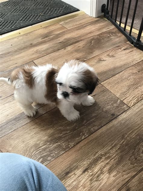Check spelling or type a new query. Shih Tzu Puppies For Sale | Lahmansville, WV #313812