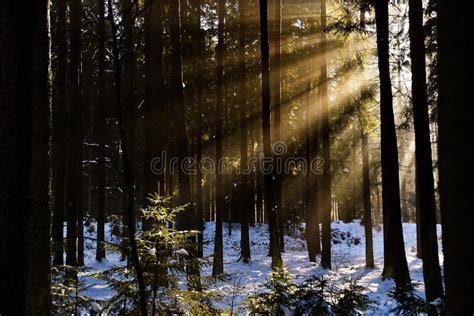 Sun Rays Sunshining Trough The Winters Spruce Forest Stock Photo
