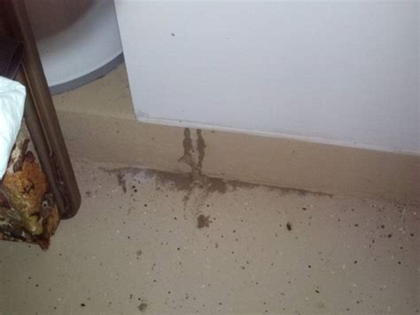 Exterminators do not expect a tip. Termite Infestation found in Dunedin, FL | Drive Bye Pest Exterminators