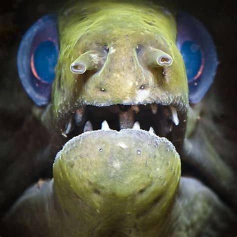 Really Ugly Fish Face Capturing Nature Pinterest Deep Sea