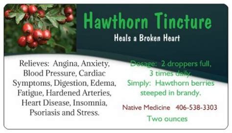 Hawthorne Tinctureheart Angina Edema And Cardiac Dis Ease Calms Blood