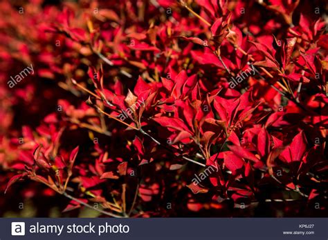 The Red Fall Colors Of A Border Shrub Around A Garden In Yamato Japan
