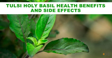 Tulsi Holy Basil Health Benefits And Side Effects Nourishdoc