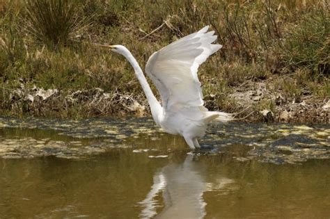 Free Images Water Nature Swamp Bird Wing Flying Fly Wildlife