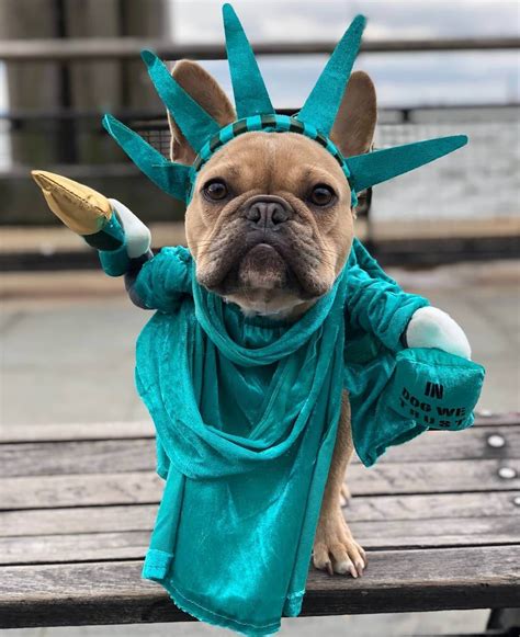 The 15 Best French Bulldog Halloween Costumes Of All Time Page 2 Of 5