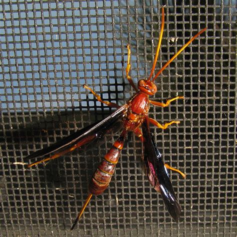 Florida Wasp Labena Grallator Bugguide
