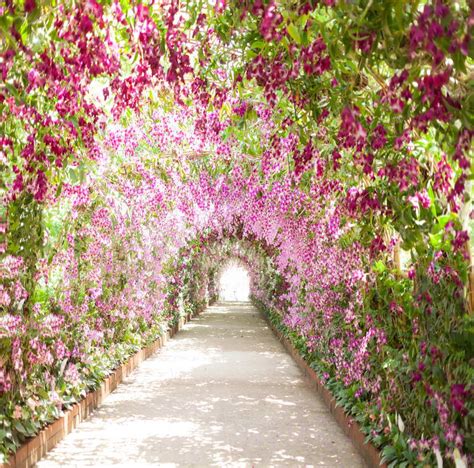 Tr Spring Park Garden Flowers Door Arch Path Lover Marry Road Photograph Backdrop Wedding