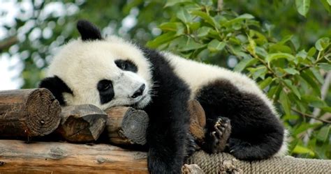Panda Nerede Yaşar Panda Nerede Görülür Hangi İklimde Yaşar Karada Mı Suda Mı Yaşam Haberleri