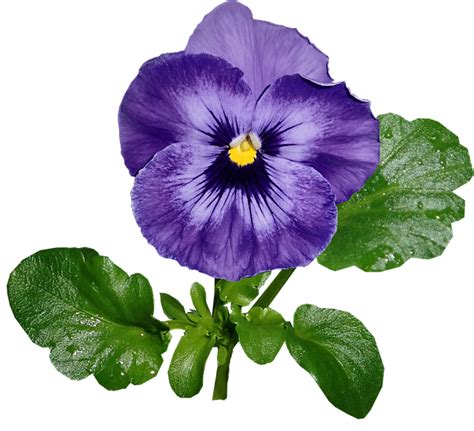 Pansy Purple Flower Free Photo On Pixabay
