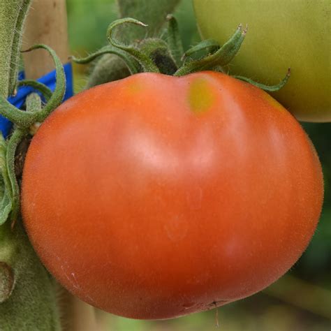 Fireworks Tomato Seed Solanum Lycopersicum Buy Online