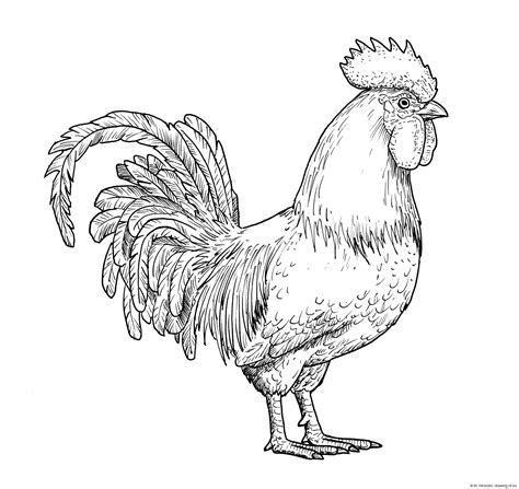 Drawing Of Rooster Line Art Illustrations