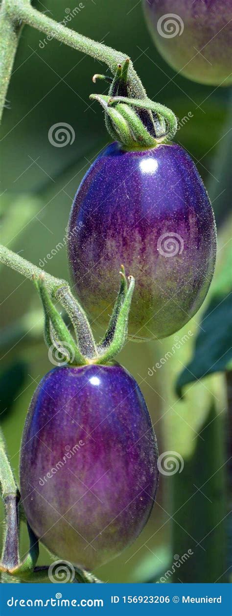 `brad`s Atomic Grape` Is A Tomato Stock Photo Image Of Fruit