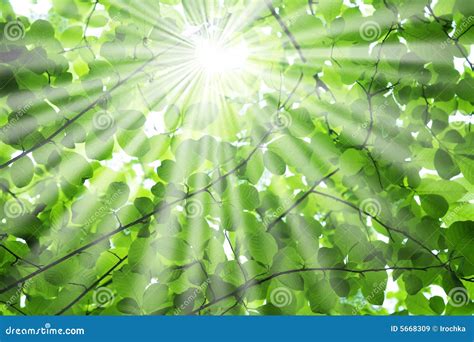 Sun Rays Through Tree Branches Stock Image Image Of Bright Tree 5668309