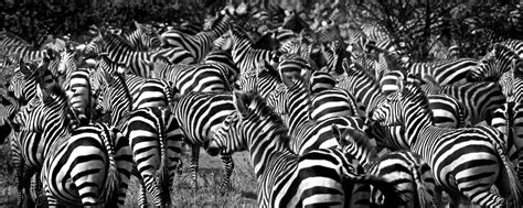 Dazzle Camouflage Zebras Camouflage