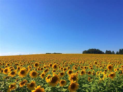 The Sunflower Fields : maryland