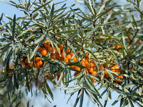 Sea Buckthorn Berry 10 Things That Everyone Should Know