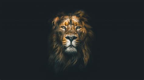 Lion Face Closeup Wild Animal Wildlife 8k Wallpaper Best Wallpapers