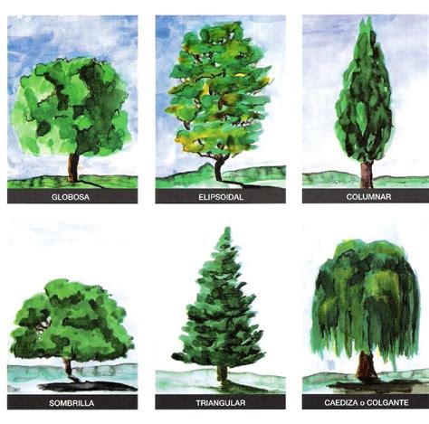Arboles Sus Clasificaciones Tipos De Arboles Dibujos De árboles