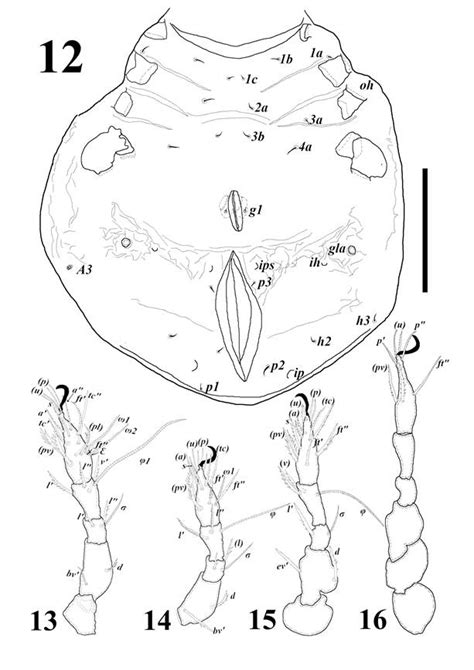 Biology And Morphology Of The Ontogenetic Development Of Allogalumna