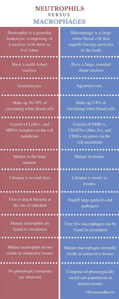 Difference Between Neutrophils And Macrophages