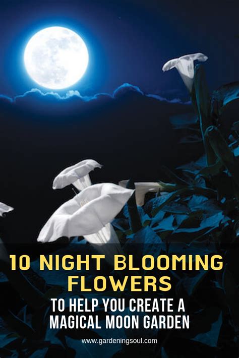10 Night Blooming Flowers Gardening Soul