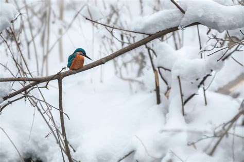 Download Cool Bird On Winter Tree Branch Wallpaper