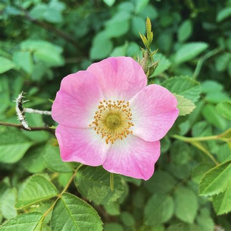 Filewild Rosa Rubiginosa Wikimedia Commons