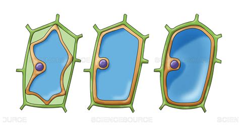 Dissolving egg shells with vinegar. Science Source Stock Photos & Video - Osmosis in Plant ...