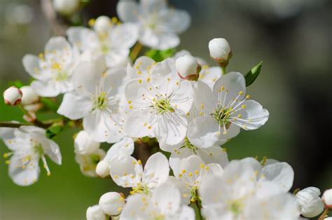 Apricot Tree Blossoms Stock Photo Image Of Close Green 112738172