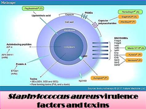 Virulence Factors In Staphylococcus Aureus Researchgate