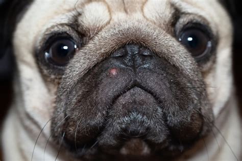 Alergia u psa jak rozpoznać objawy leczenie Blog Piesotto