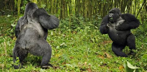 Silverback Gorillas Battle Insights Into Their Fights