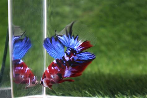 Betta Fish Picture The Beautiful And Very Popular Siamese Fighting