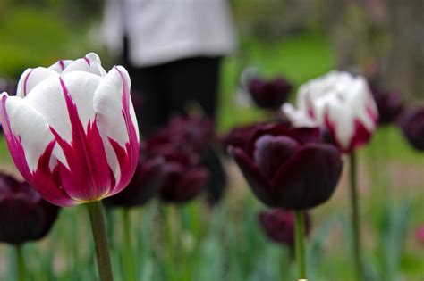White And Purple Tulips Lindell Photography