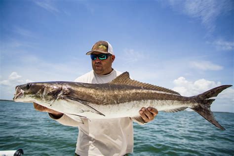 Included in the assemblage of 38 indicator species are several target species for the service: Tampa Bay Fishing Charters | Tampa Bay Business ...