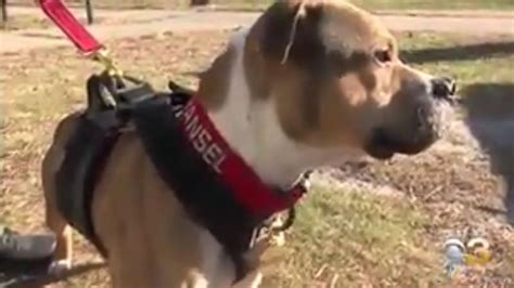 Pit Bull Rescued From Dog Fighting Ring Makes History Becomes Arson