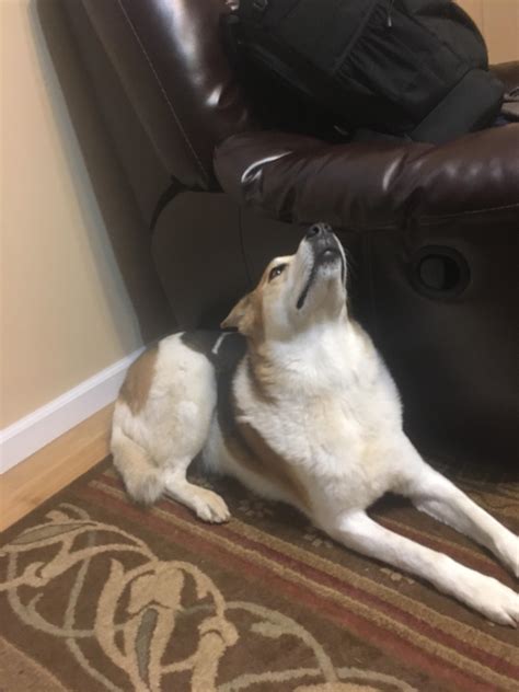 My Dog Stares At The Ceiling Every Time There Is A Storm Raww