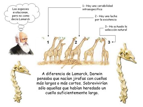 Evolución 3 Teorías Evolutivas Teoria Evolutiva Teoría De Darwin