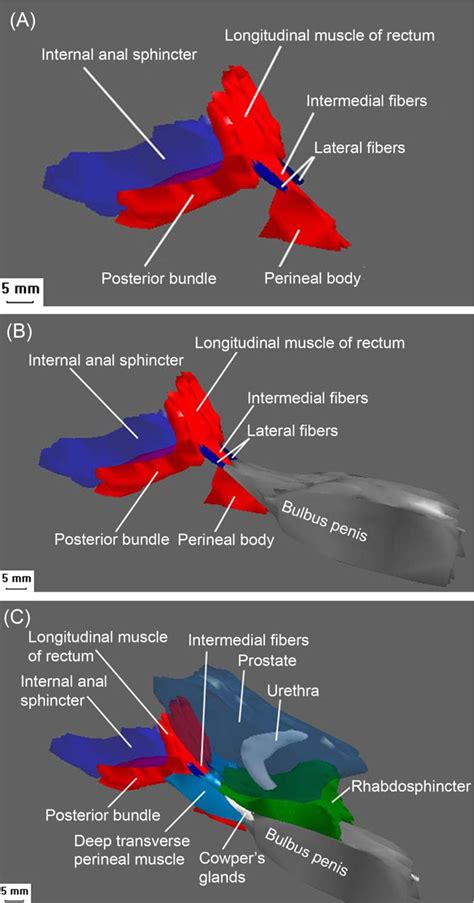 Structure Of Deep Transverse Perineal Muscle Semantic Scholar