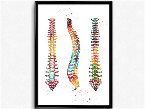 Human Spine Medical Watercolor Spinal Cord Anatomy Vertebral Etsy