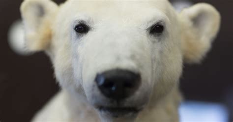 Cute Knut The Polar Bears Hide On Display