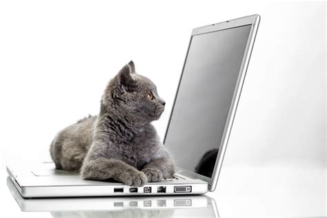 Disfruta de los siguientes 60 fondos de pantalla de gatos para tu móvil o escritorio. Gato 5k Retina Ultra Fondo de pantalla HD | Fondo de ...