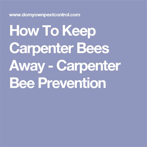 How To Keep Carpenter Bees Away Carpenter Bee Prevention Carpenter