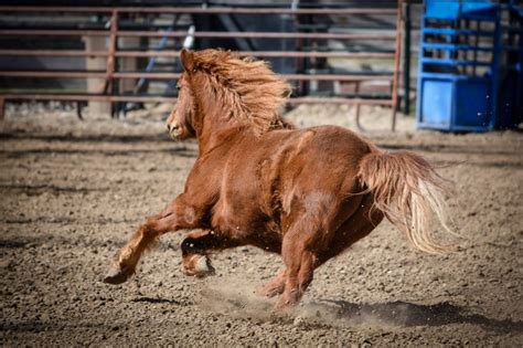 Horses 101 Fun Facts Breeds Cost Care Riding Etc Artofit